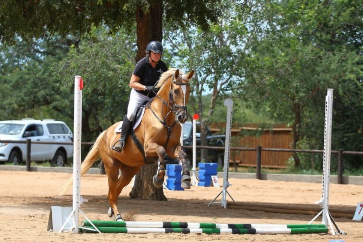 girl jumping a palomino horse over small poles in an arena