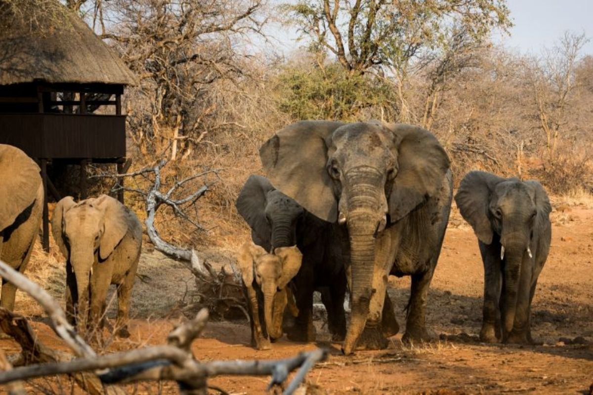 herd of elephants including small baby