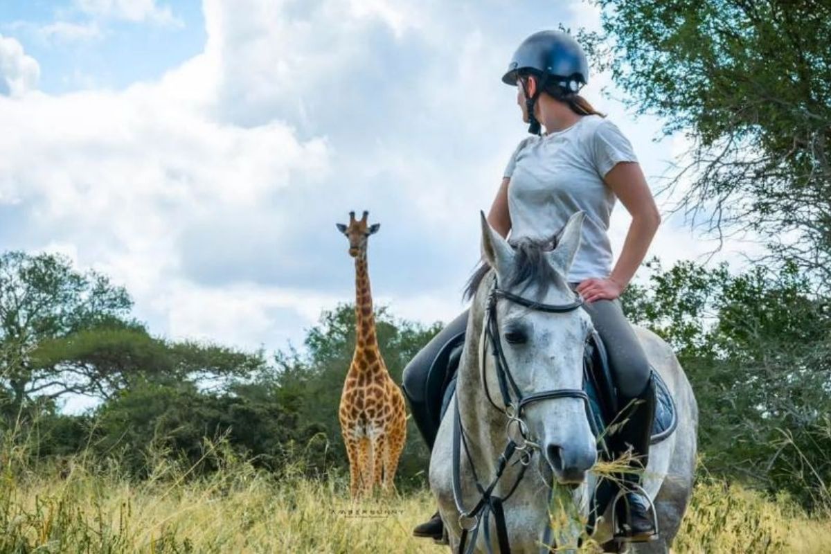 girl on a grey horse standing and looking at a giraffe behind her