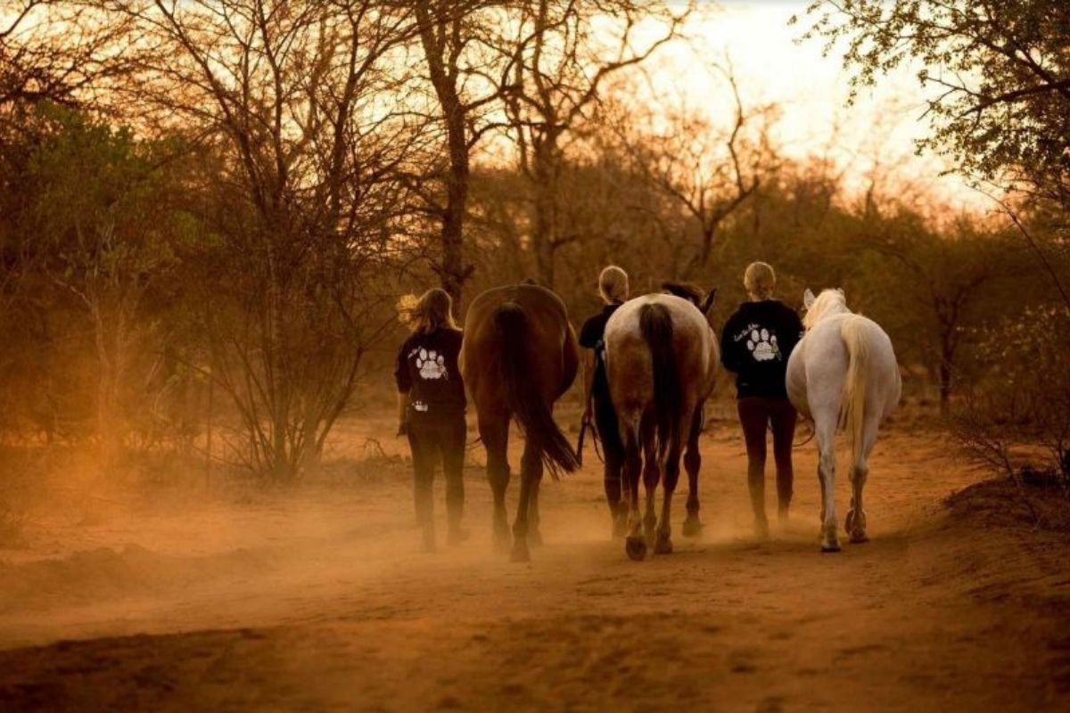 3 volunteers leading their 3 horses along a sand road in the bush