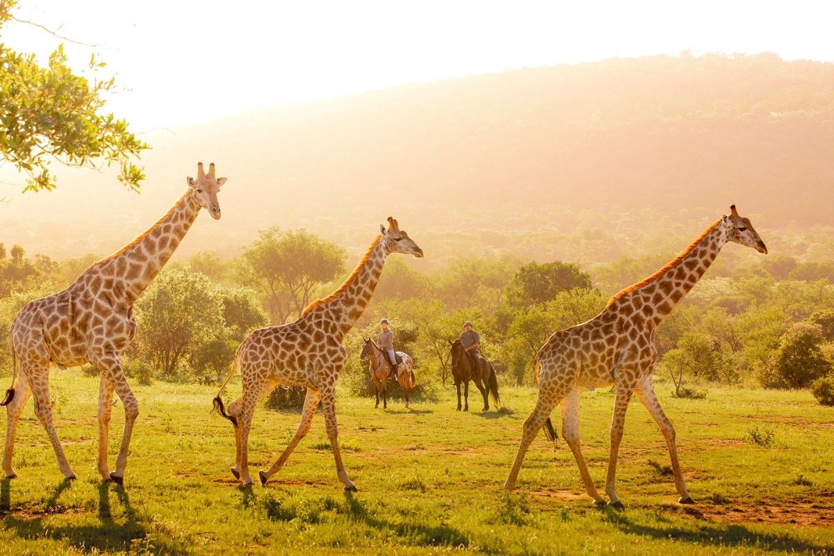 2 horses and riders standing a watching as 3 giraffe walk past