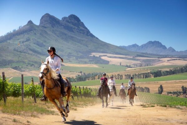 African Horse Safaris - Carousel Cape Winelands Riding 5 group of horses and riders cantering in the vineyards with simonsberg mountain behind them