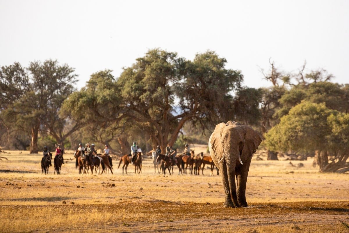 group of horses and riders standing and watching an elephant in damaraland in namibia