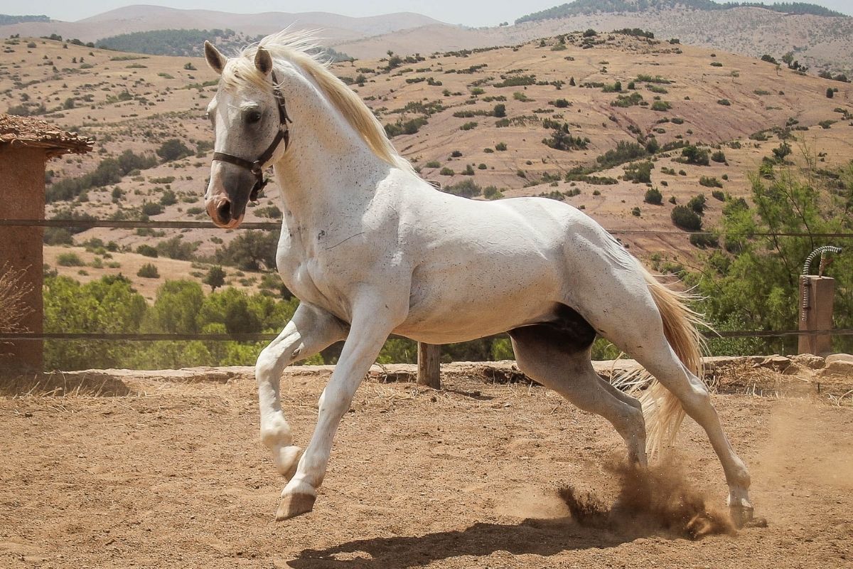 grey horse with the desert hills in the background