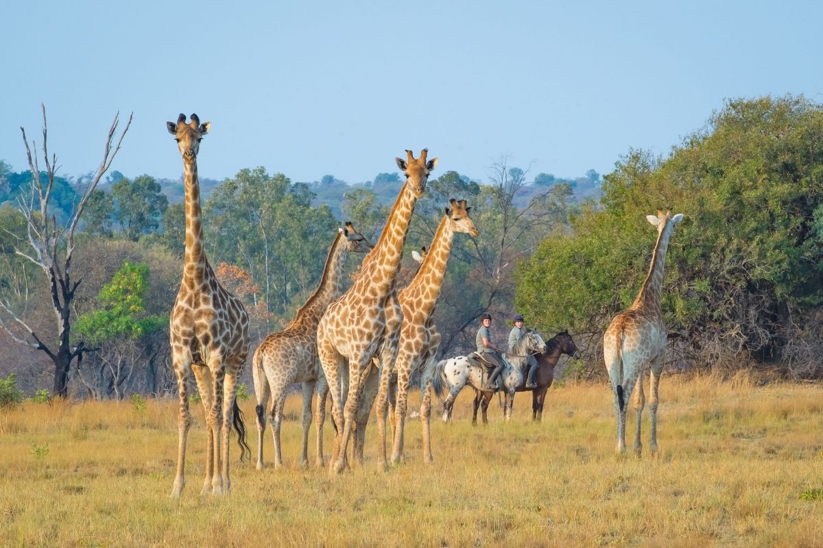 2 riders on horses standing and watching 6 giraffe in the bush