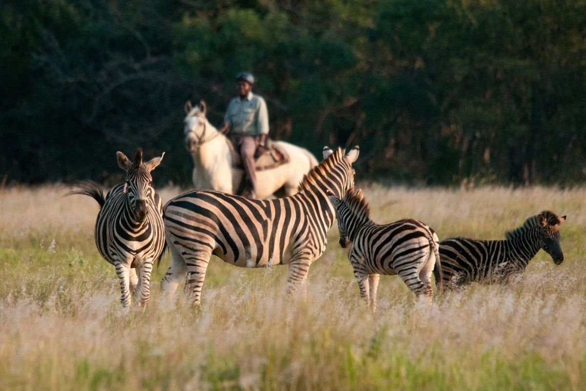 man on as grey horse standing and watching a small herd of zebra