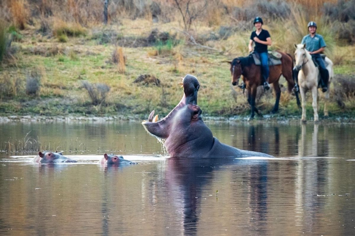 hippos in water yawning with riders and horses on the riverbank in the background