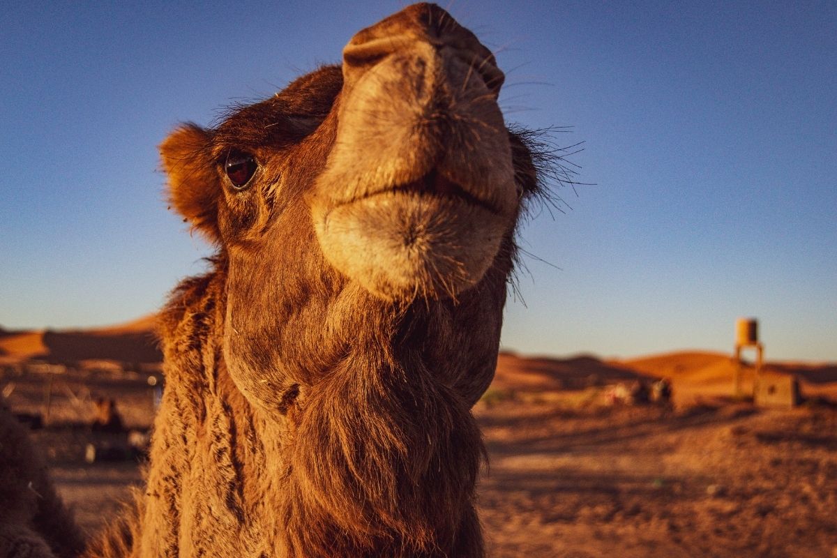 closeup of a camel in morocco