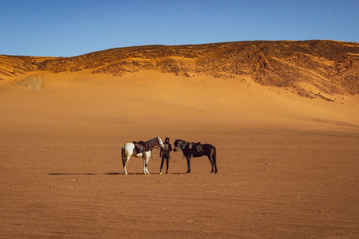 grey and black horses being held by a man in the moroccan desert