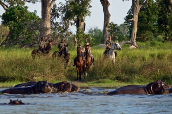 African Horse Safaris - Carousel Kujwana 3 horses standing on riverbank watching hippos in botswana