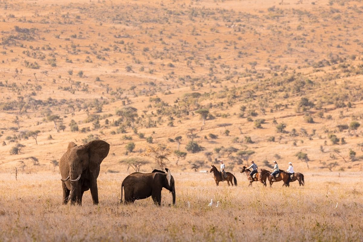 horses and riders standing and watching an elephant and her baby with birds around them on the plains of kenya