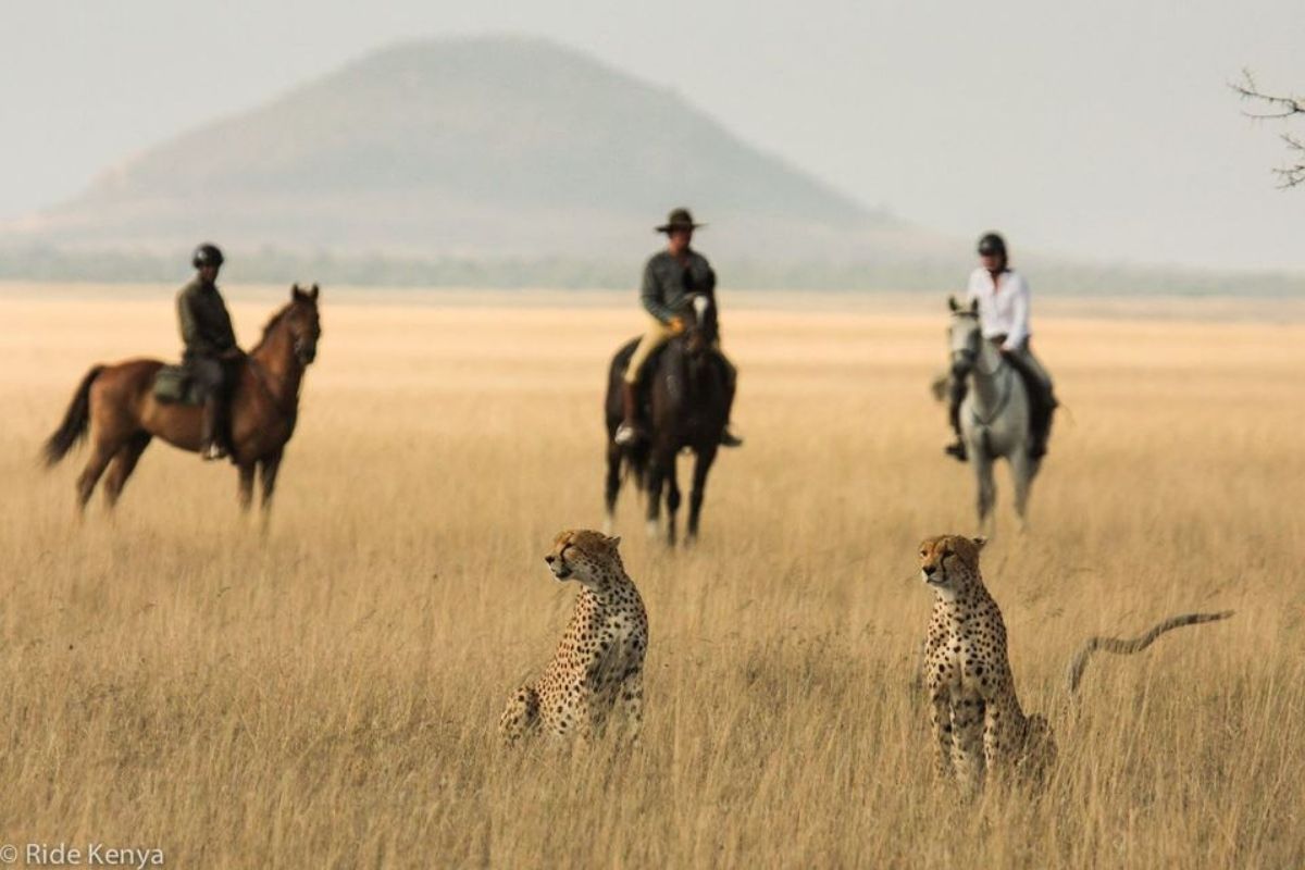 horses and riders standing behind 2 cheetah in the long grasses of kenya