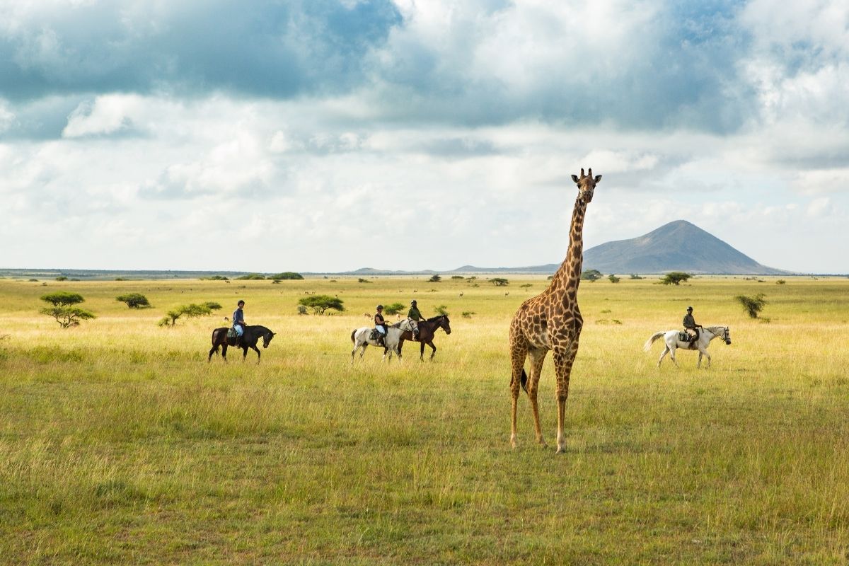 horses and riders passing a giraffe on the green plains of kenya
