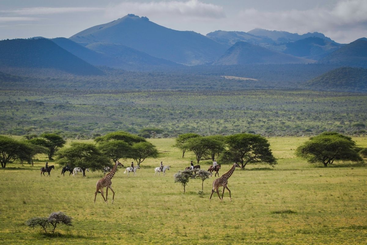horses and riders walking alongside giraffe in kenya with mountains behind them
