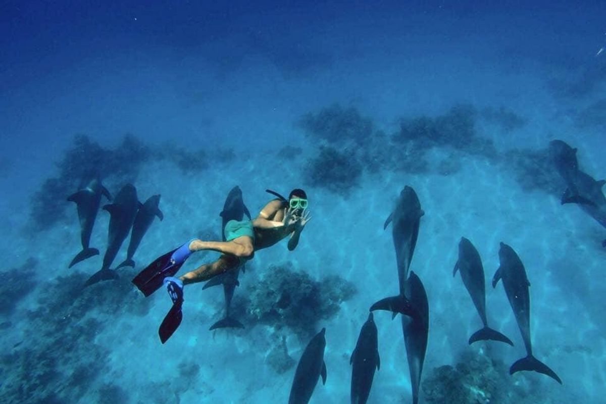 man swimming with dolphins in egypt