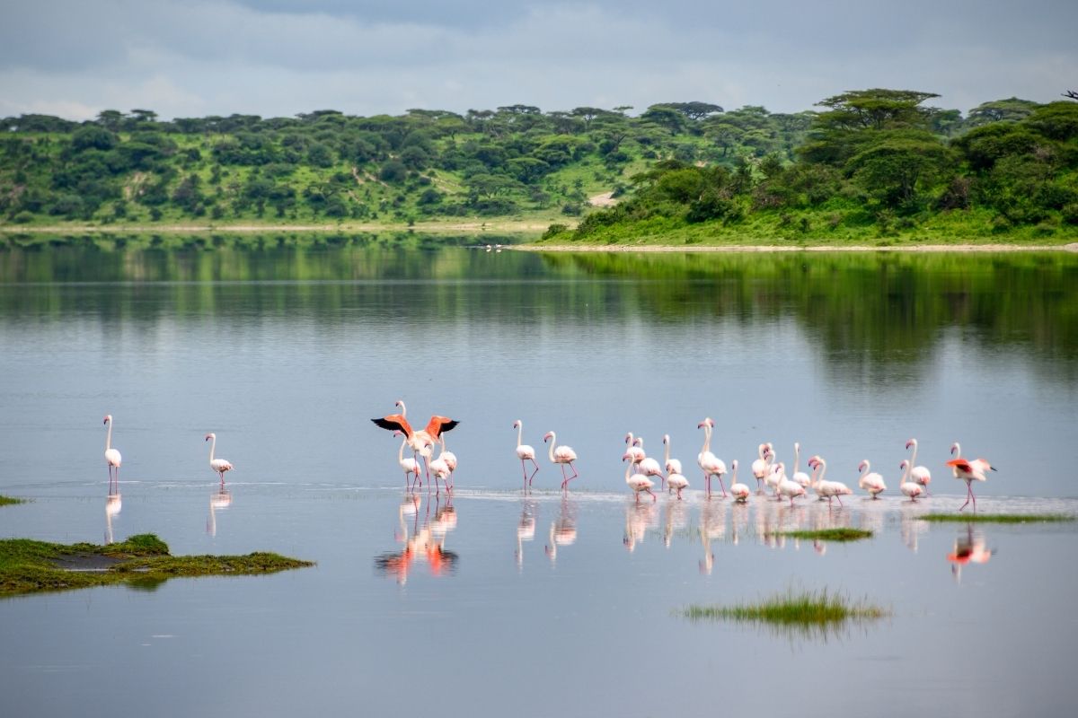 flamingos on a lake in the serengeti