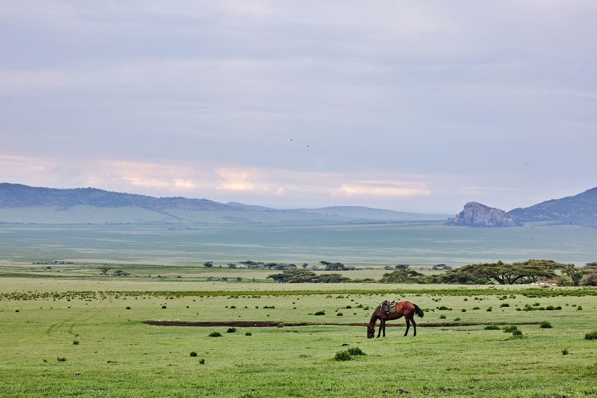 tacked up horse grazing alone with the plains of the serengeti stretched out behind it
