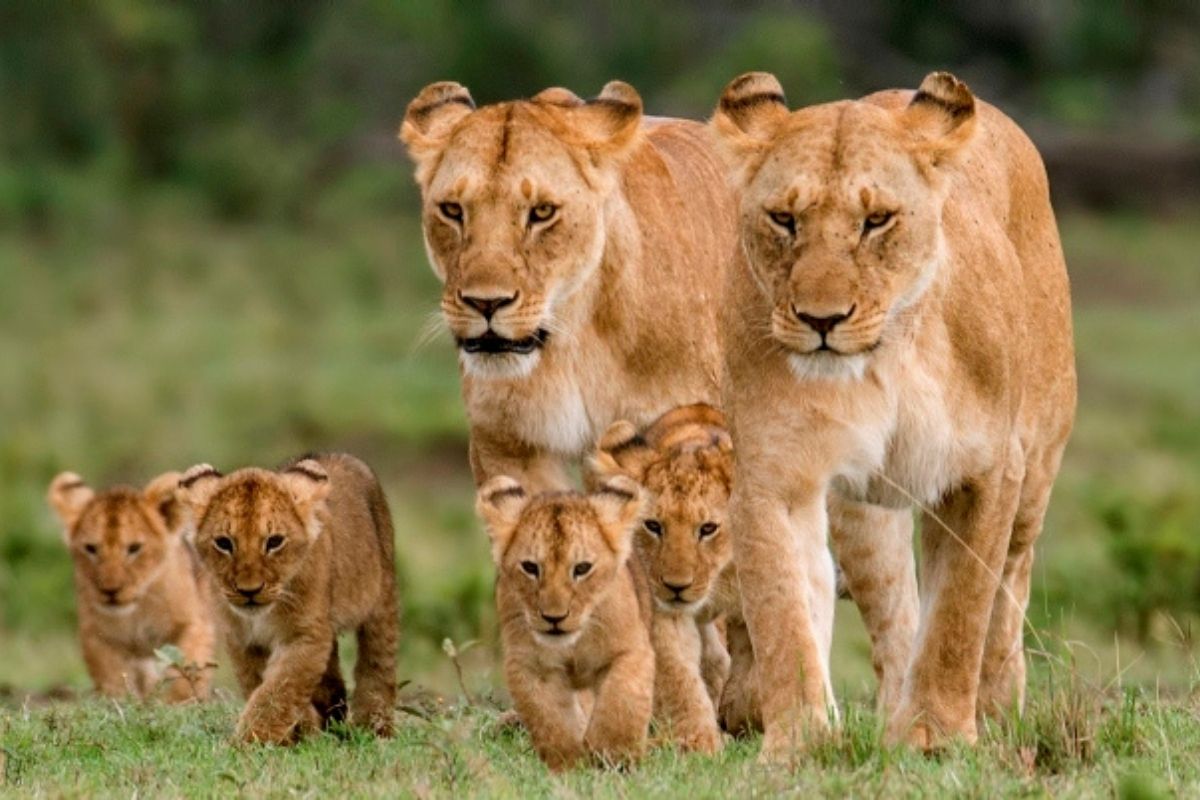 family of 2 lionesses and 4 cubs
