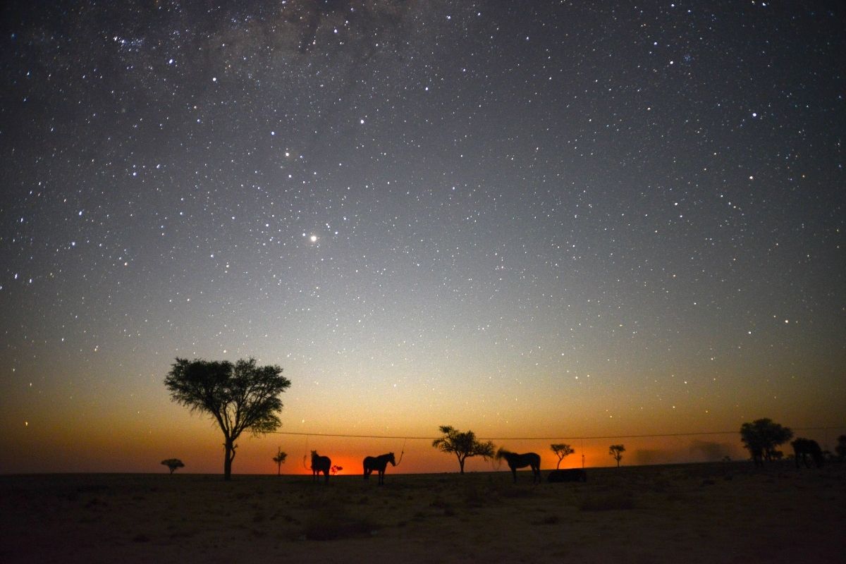horses tied up for the night under a star-filled sky with the fading sunset in the background in the desert of namibia