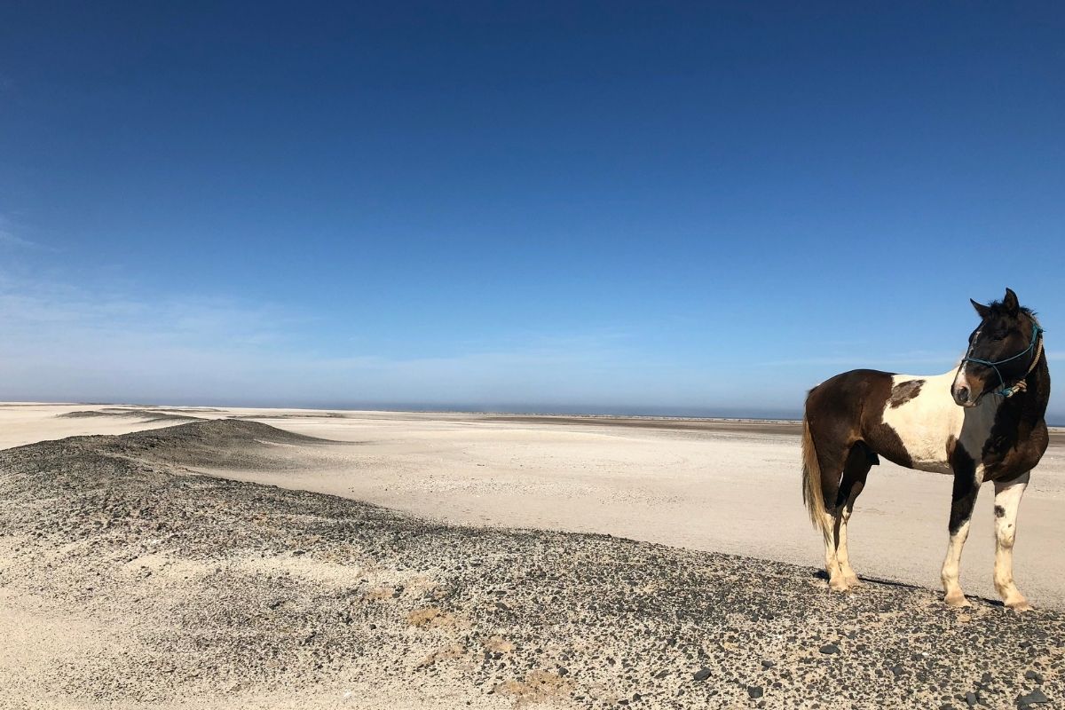 skewbald horse standing at the top of a desert dune in namibia