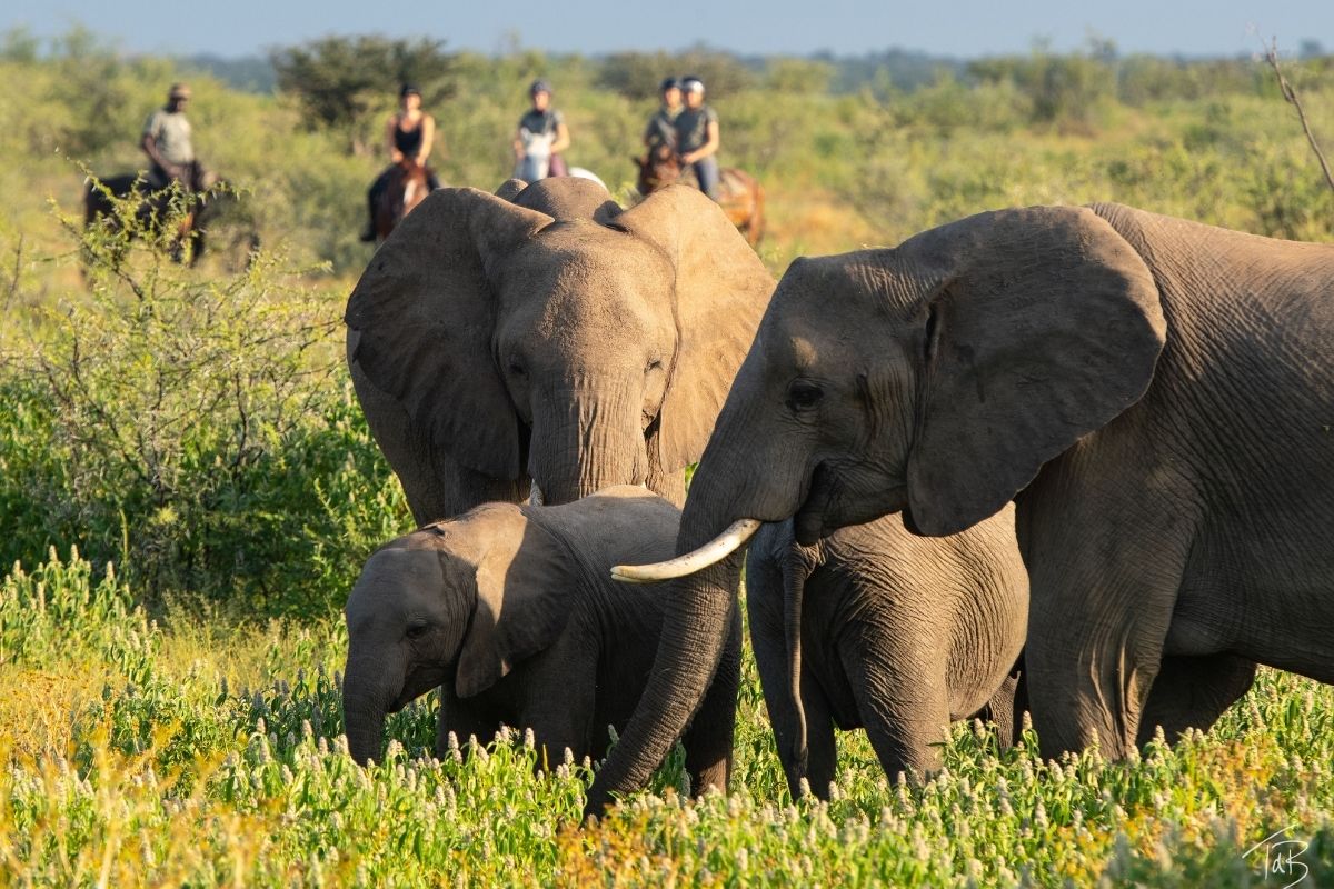 herd of elephants with horses and riders looking on from behind