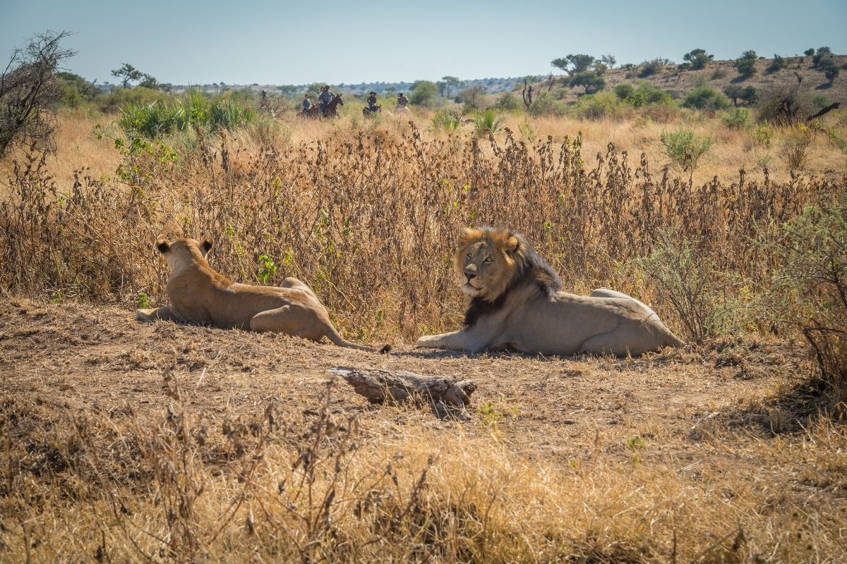 lions lounging in the long grass with horses and riders in the background in botswana