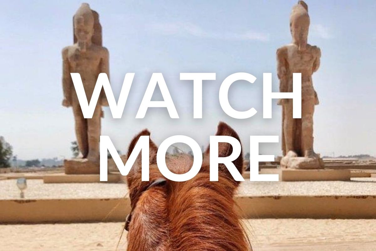 photo through the ears of a chestnut horse looking at the statues of the pharaohs in egypt