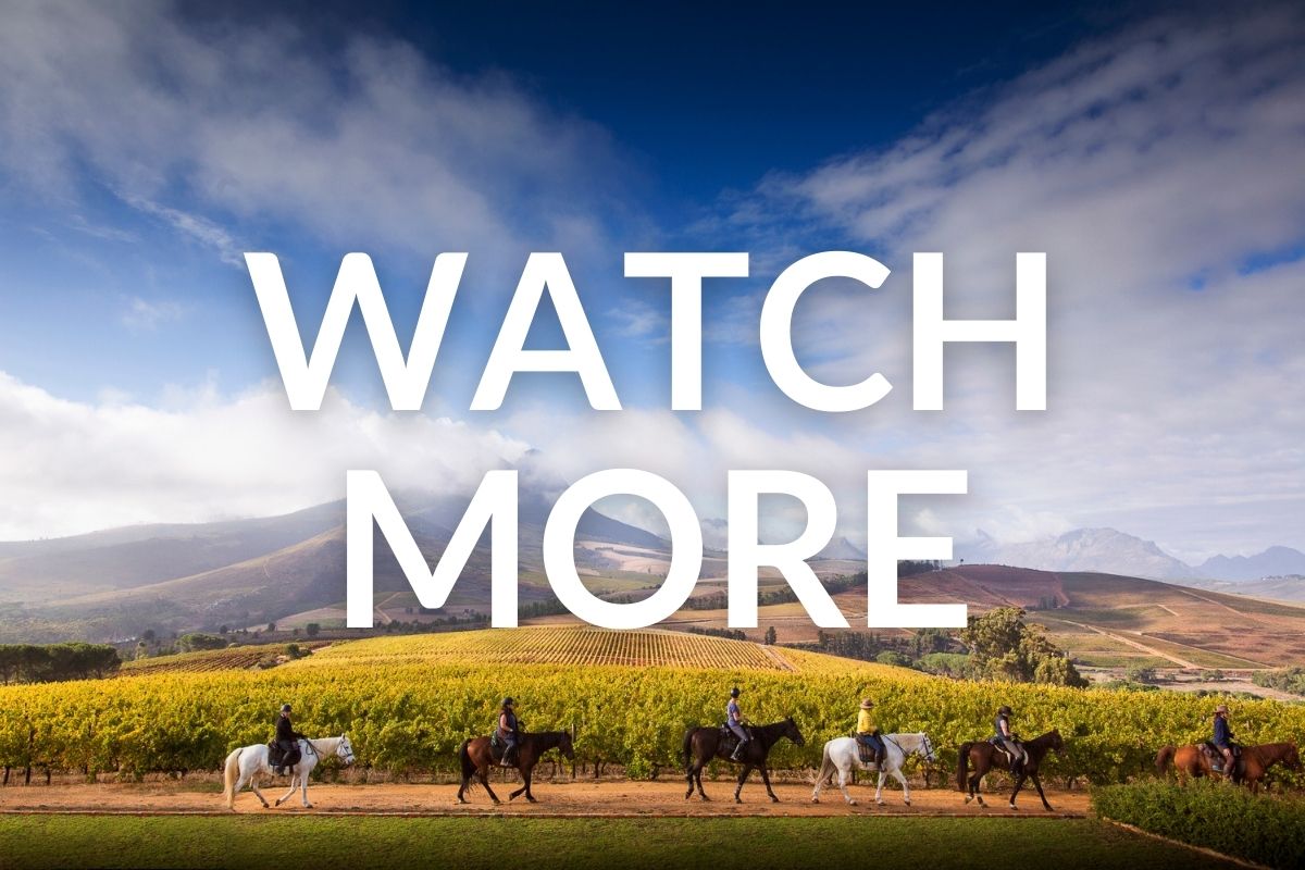 group of horses and riders walking alongside the vineyards with more vineyards and mountains stretched out behind them