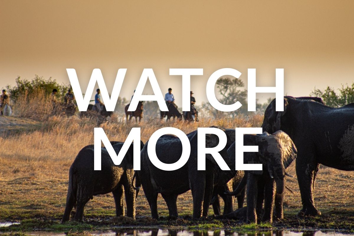 elephants drinking at the waterhole with horses watching in botswana
