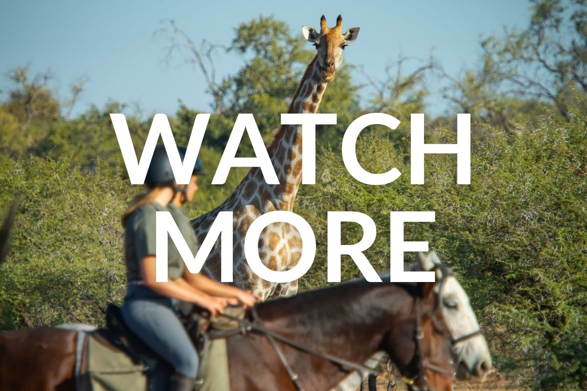 horses and riders riding with giraffe in botswana