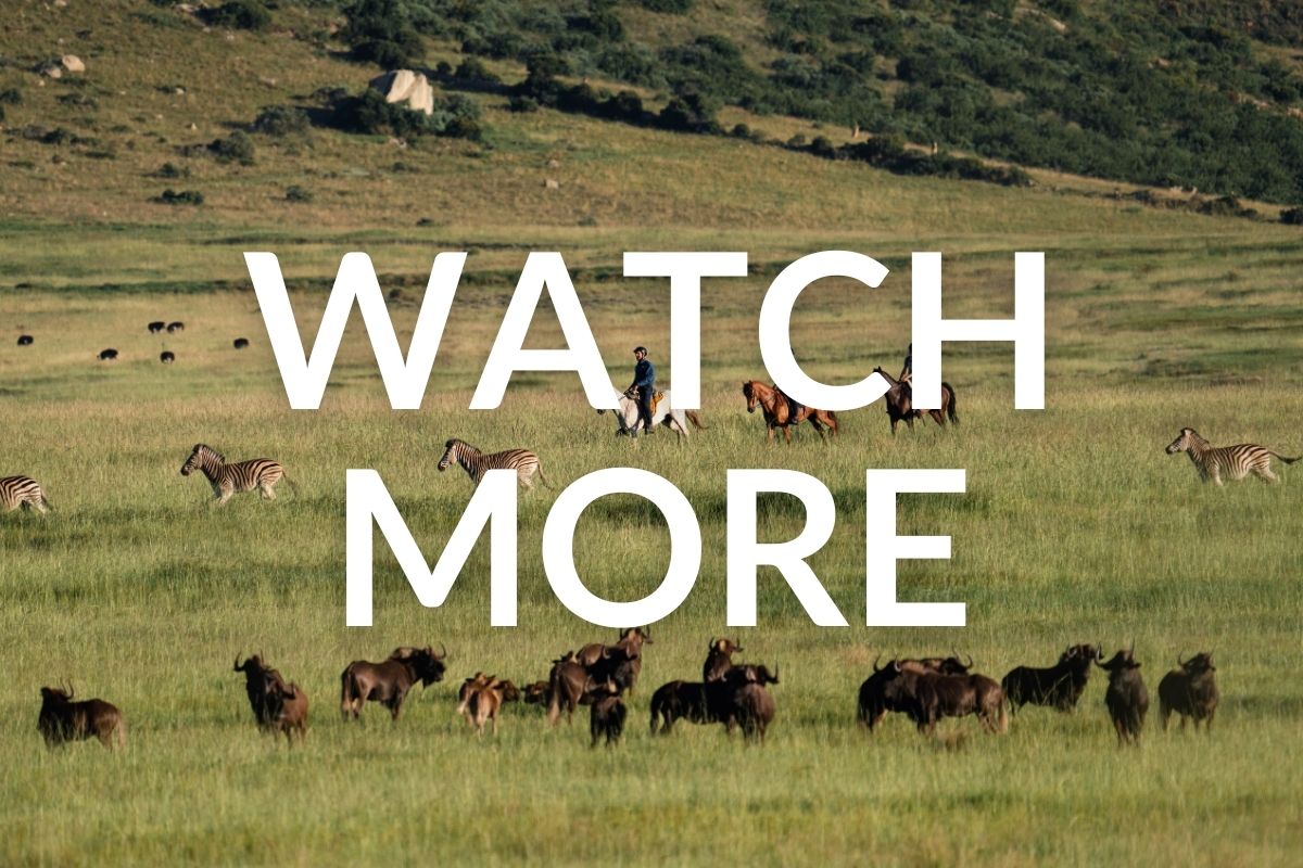 Three people on horse ride following a herd of zebras and buffalos