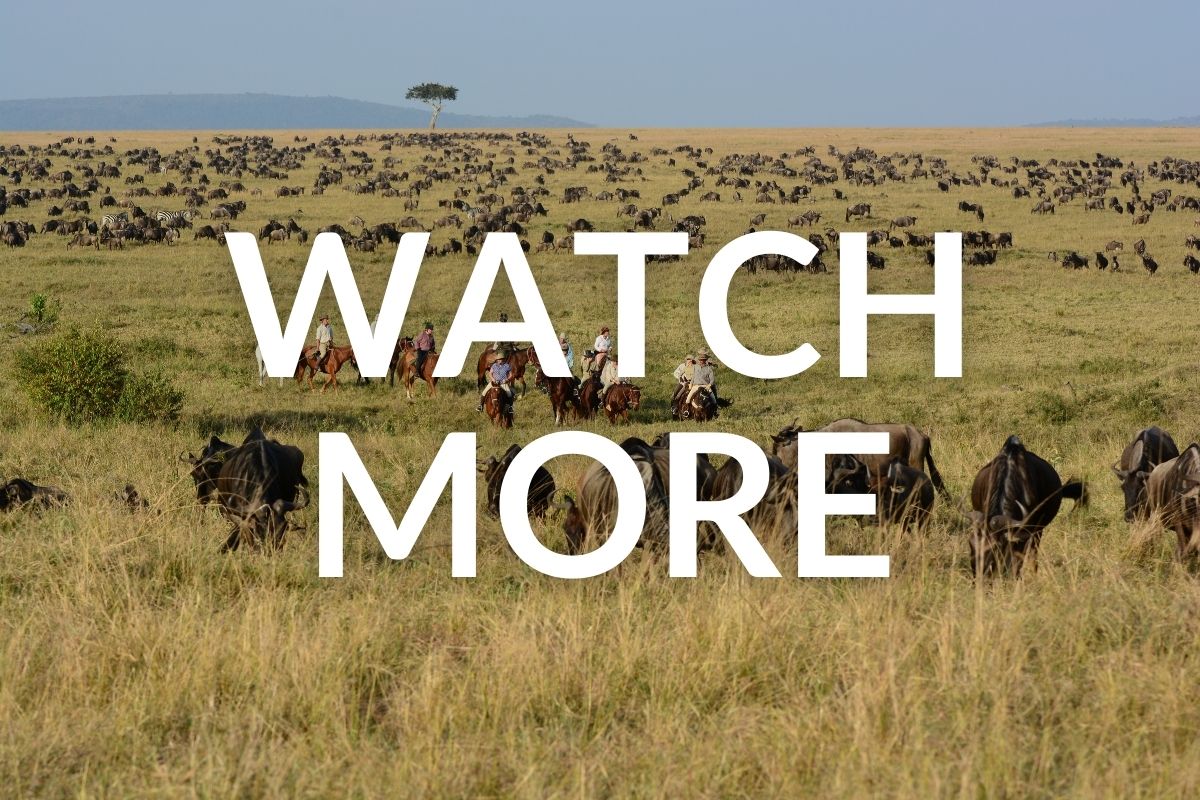 group of horses and riders riding amongst the wildebeest in the masai mara during the migration