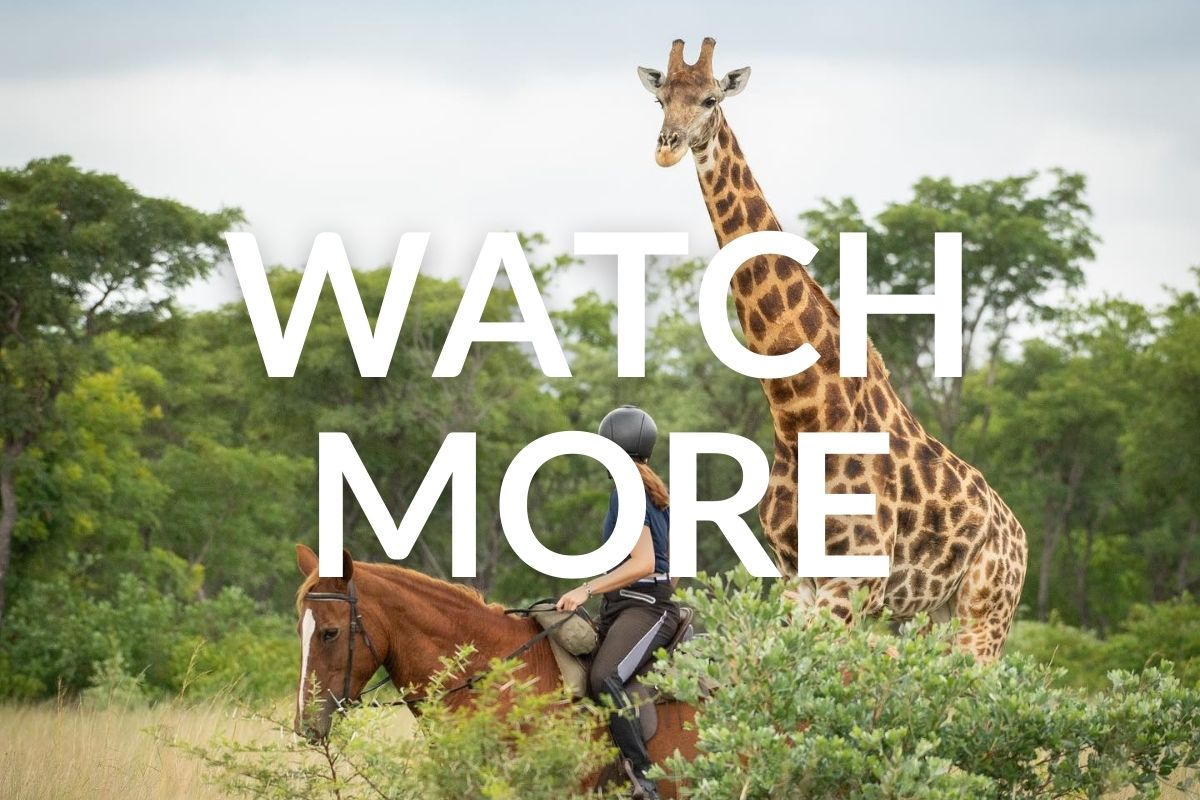girl sitting on a chestnut horse looking at a giraffe behind her