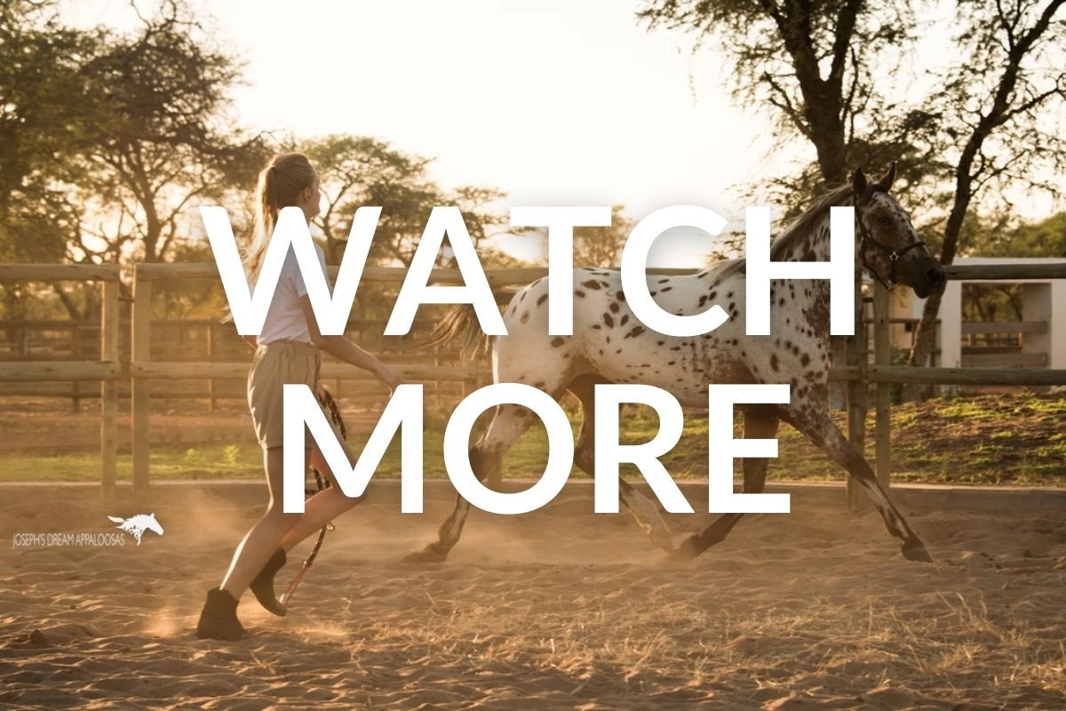 girl training an appaloosa in natural horsemanship at joseph's dream in namibia