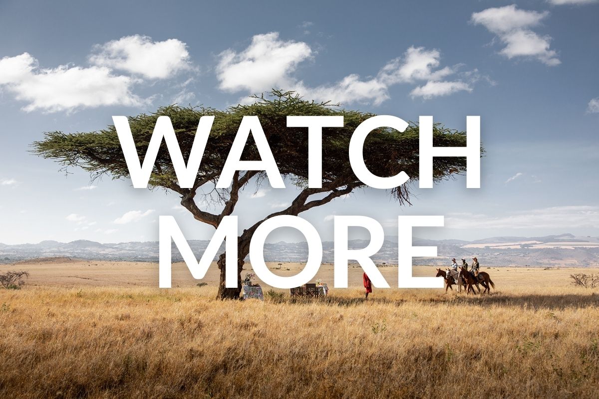 horses and riders walking towards a maasai tribesman to have a picnic lunch under a large acacia tree