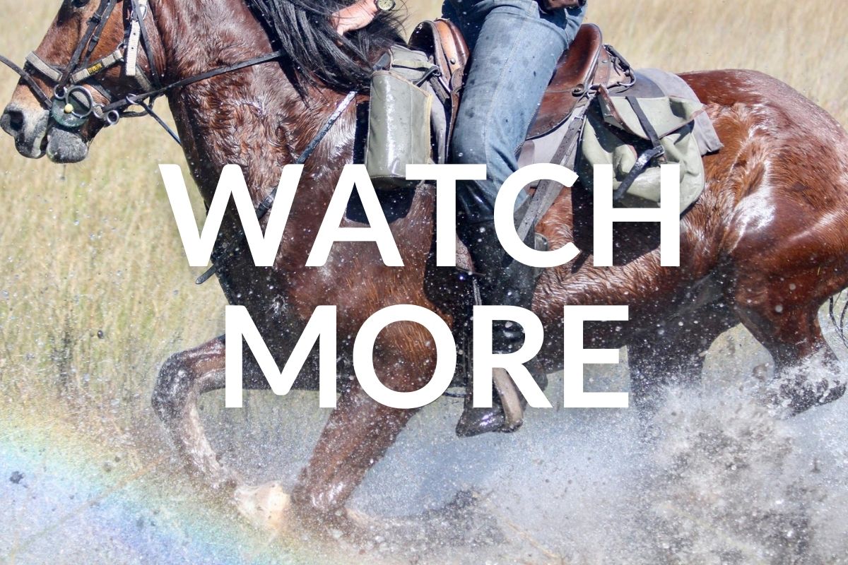 wet horse galloping through the delta in botswana