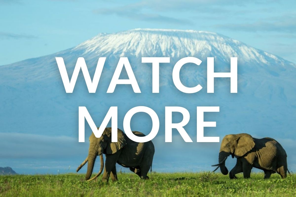 elephants walking with mt kenya behind them