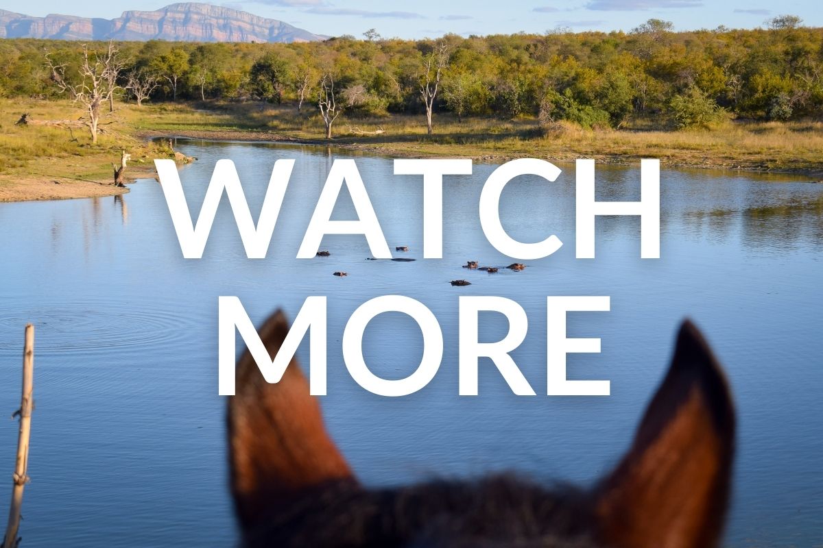 bay horse standing and looking at hippos in the wait a little dam