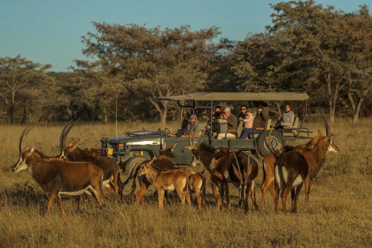 Game Drives at at Bushwillow Camp at Ant Africa Safaris in South Africa