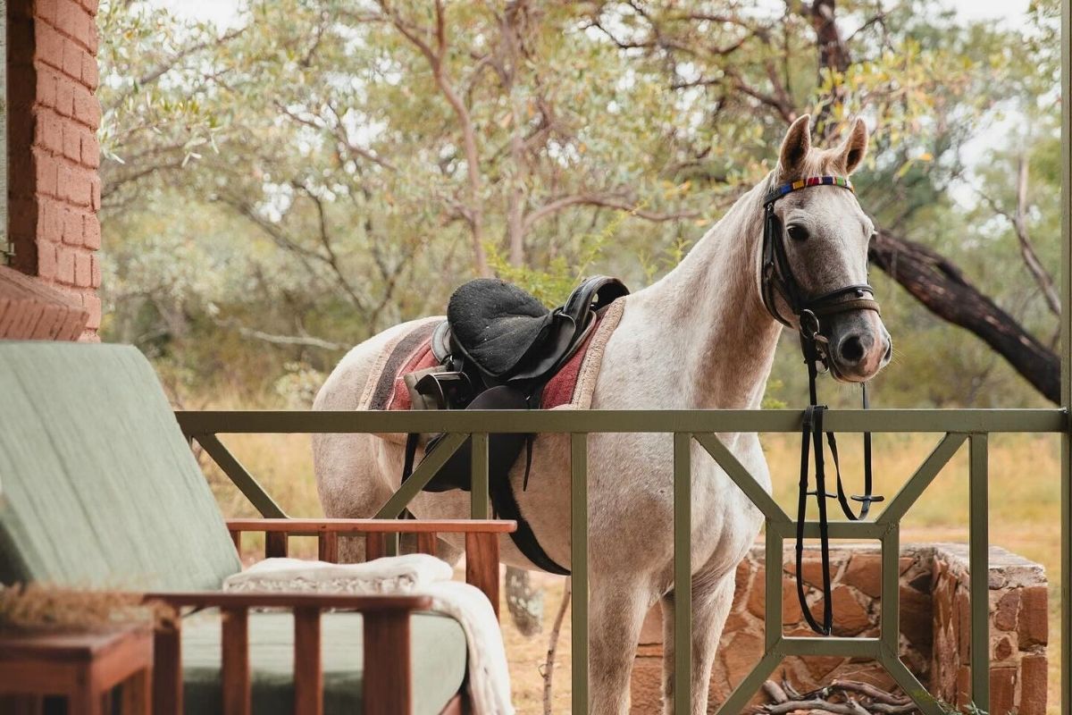 Horse at Bushwillow Camp at Ant Africa Safaris in South Africa