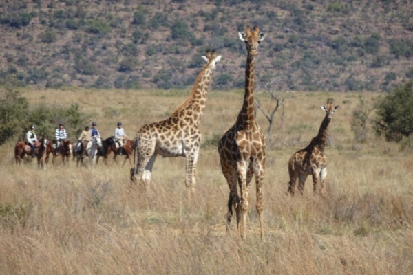 African Horse Safaris - Entabeni (124)