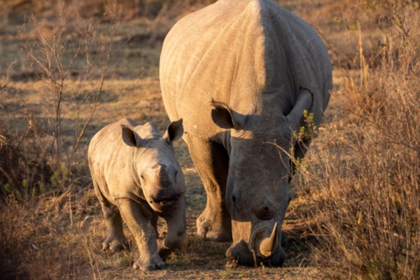 African Horse Safaris - Entabeni (128)