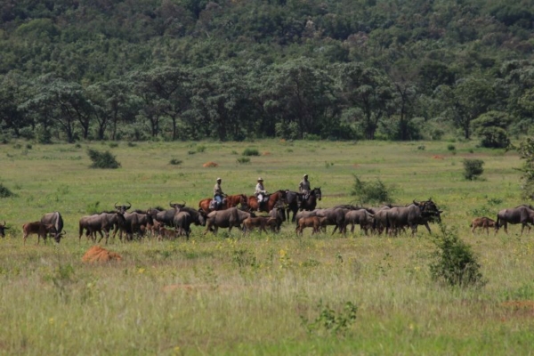African Horse Safaris - Entabeni (129)
