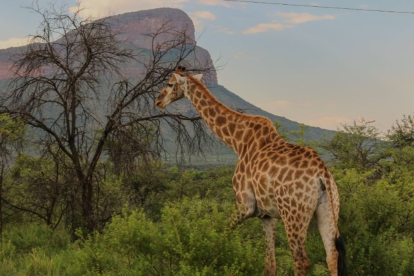 African Horse Safaris - Entabeni (136)