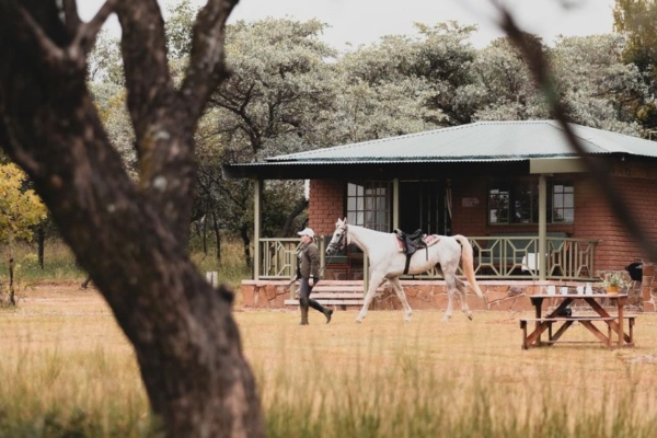 Bushwillow at Ants 1 (7) Horse at Bushwillow Camp at Ant Africa Safaris in South Africa