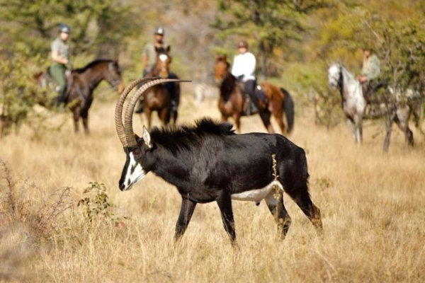 Bushwillow at Ants (12) Horse riding with sable at Bushwillow Camp at Ant Africa Safaris in South Africa