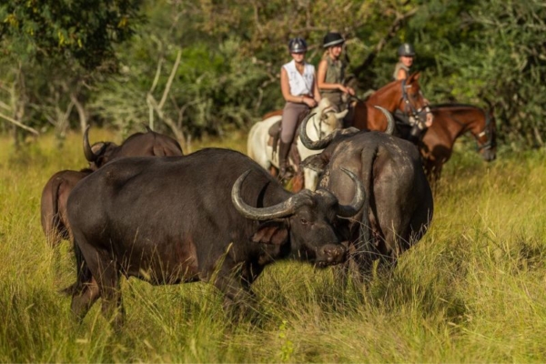 Bushwillow at Ants (19) Riding with buffalo at Bushwillow Camp at Ant Africa Safaris in South Africa