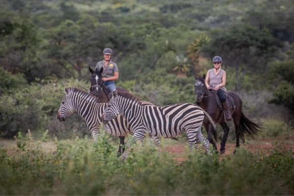 Bushwillow at Ants (24) Horse riding with zebra at Bushwillow Camp at Ant Africa Safaris in South Africa