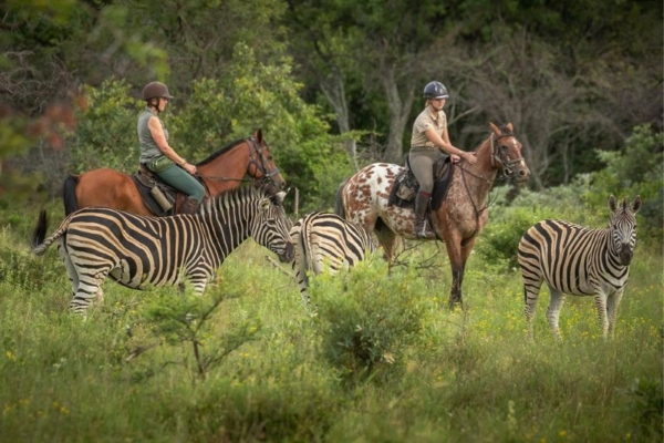 Bushwillow at Ants (41) Horse riding with Zebra at Bushwillow Camp at Ant Africa Safaris in South Africa