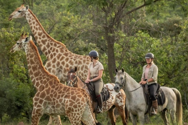 Bushwillow at Ants (7) riding with giraffe at Bushwillow Camp at Ant Africa Safaris in South Africa